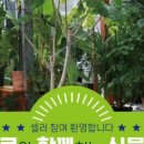 파도식물
