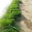 샛터농장 이미지