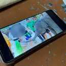 엘리펀트샤워 | 푸켓 엘리펀트 생츄어리 코끼리 투어 먹이주기 준비물 내돈내산 (+맘씨좋은아저씨)