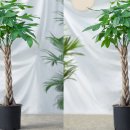 파키라(돈나무)는 안정감을, 난초는 평온함을, 몬스테라는 유연한 기운을 상징한다. 이미지