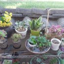 호야네 다육이 이미지