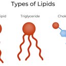 (자연의 법칙에 순응하는 생활) 56. 지방(Lipid) 이미지