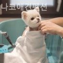 가평모나코애견펜션 | 경기도 애견펜션 후기(내돈내산) 가평모나코애견펜션 깔끔한 갓성비 숙소로 추천