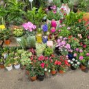 오일시시장 | 제주도 제주시 민속오일시장 장날 방문 후기｜제주 오일장 먹거리 빙떡 추천