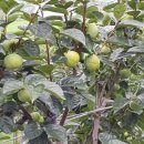 이정화농장 이미지