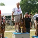 셰퍼트 분양 이미지