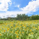 해바라기 이미지