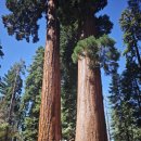 킹스통나무 | 미국 세쿼이아 국립공원 방문 여행 후기