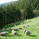 흔들목장 이미지