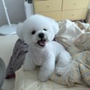 도리앤펫 이미지