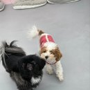 다온 펫 살롱 이미지