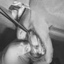 홈즈 동물병원 이미지