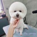 봉 그루밍 이미지