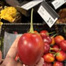 호재키친 | [2026 캐나다 워홀일기 #10] 몬트리올 =프랑스어 장벽을 체감하다. (카페 첫 면접 및 트라이얼 후기)