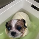 율하 위드동물병원 | 배코 미용 스파 후기 /반려견 탄산 스파 (율하위드동물병원)