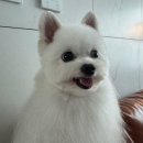 미용소통오류로 거란족이 되어 돌아온 댕댕이 이미지
