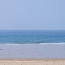 코리아 애견 이미지