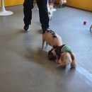 멍쉬멜로 이미지