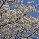진명유치원 | 산책로💮 오롯이 벚꽃 페스티벌 🌸4/11(토) 개화 후기 🌿주차안내 꿀팁 행사안내🌸#계양천 #계양천벚꽃길...