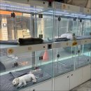 드림독 강아지분양 안심분양센터 부천점 이미지