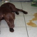 24시 신도림S동물의료센터 이미지