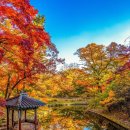 [투얼로지] 유난히 짧았던 가을, 서울 도심서 느끼는 막바지 계절 정취 이미지