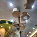 고양이카페 아이캣유 | 전주 고양이카페 아이캣유 재방문 후기 아기 고양이까지 힐링 가득