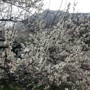 순천향매실마을 이미지