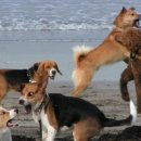 개판오분전 | 개판오분전?: 충격적인 유래와 진짜 의미!