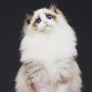 랙돌캐터리 아이돌스 전주고양이분양 이미지