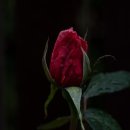 세컨드브레인 이미지