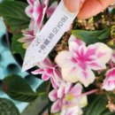 사오리농장 이미지