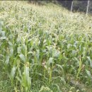 안천정류소 이미지