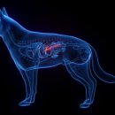 박순석동물메디컬센터 이미지