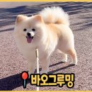 바오그루밍 이미지