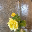 오버더윈도우
