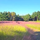 솔숲하우스 | 가산수피아 입장료 무료 대구 근교 나들이 핑크뮬리 한창인 가볼만한 곳