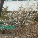 용인우체국