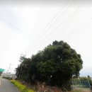 덕수교차로(평화로) 이미지