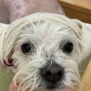 릴리리독 이미지