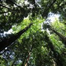 수림약품 이미지