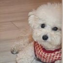 소망애견 이미지