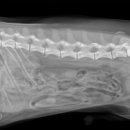 프라임동물병원 이미지