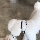 댕댕마실 이미지