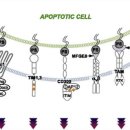 Re:Re:Efferocytosis Signaling in the Regulation of Macrophage Inflammatory Responses 이미지