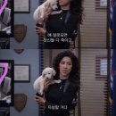 황금오리 이미지