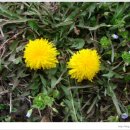 민들레홀씨 이미지