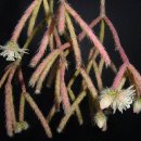 스무고개 이미지