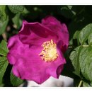 향기로 여는 마음의 문 이미지