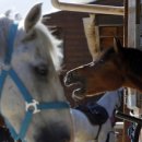 성기목장 이미지